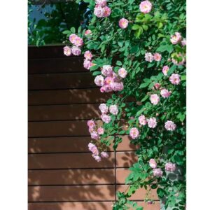 150+ Pink Climbing Rose Seeds for Planting Outdoors Ornamental Vine Seeds Amazing Climbing Flowers Rose Growth Beautiful Roses