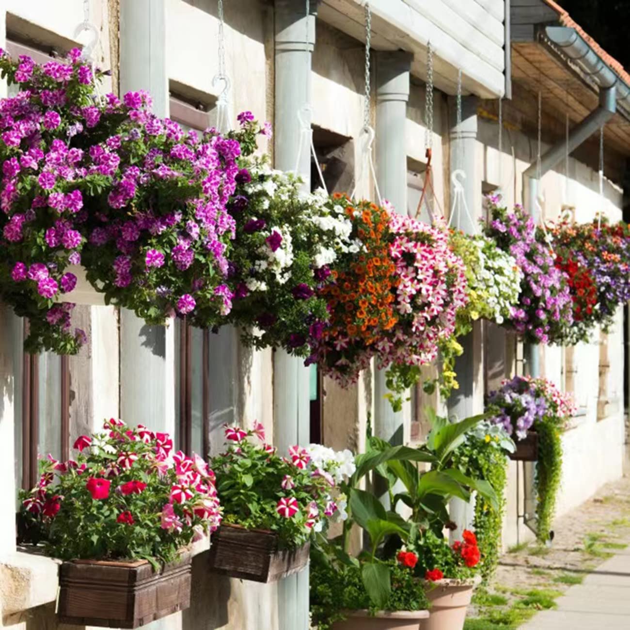 5000+ Petunia Seeds Grandiflora Flowers Mixed Rainbow Color for Bonsai Planting Home Garden House Plant Flower Seed Mix Color