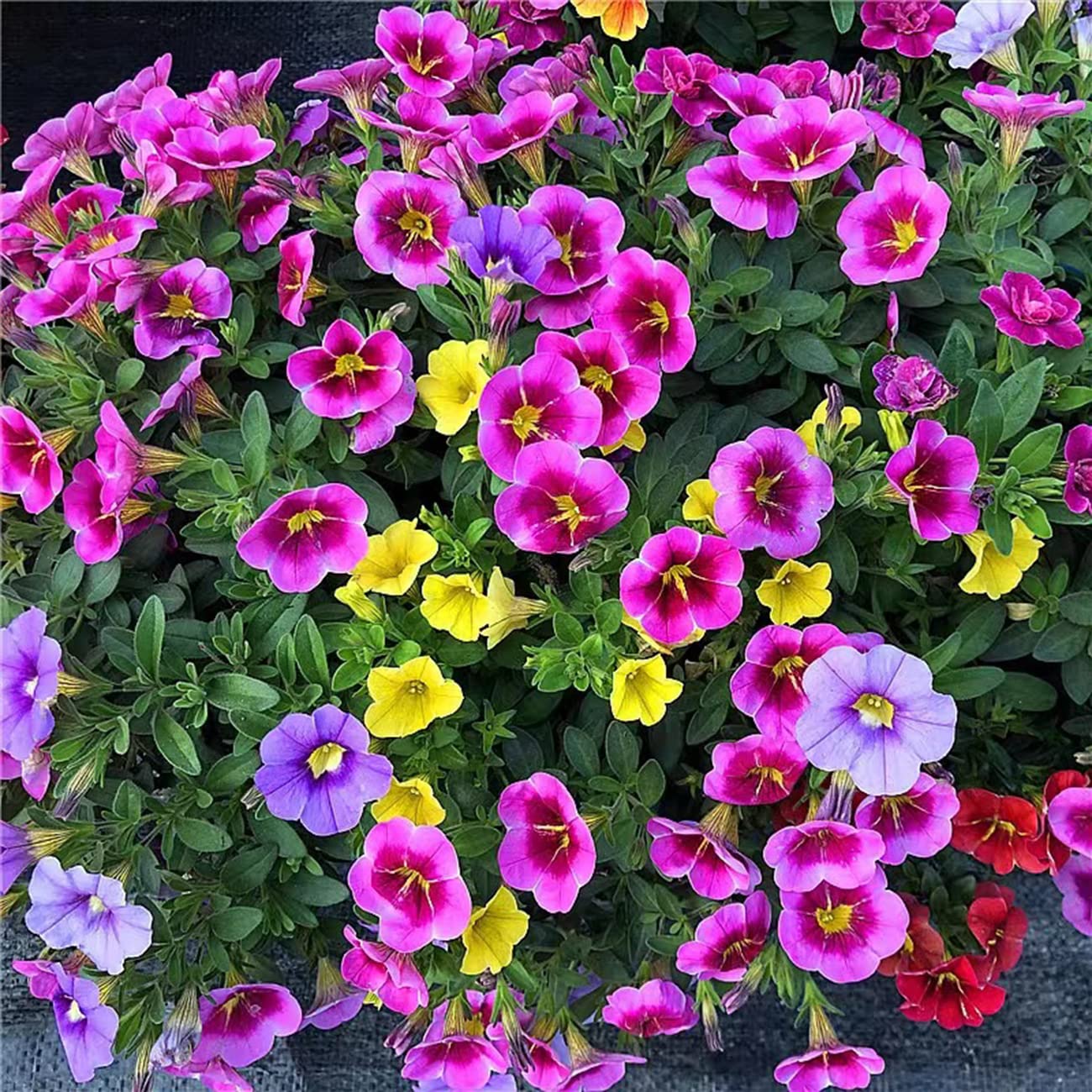 5000+ Petunia Seeds Grandiflora Flowers Mixed Rainbow Color for Bonsai Planting Home Garden House Plant Flower Seed Mix Color