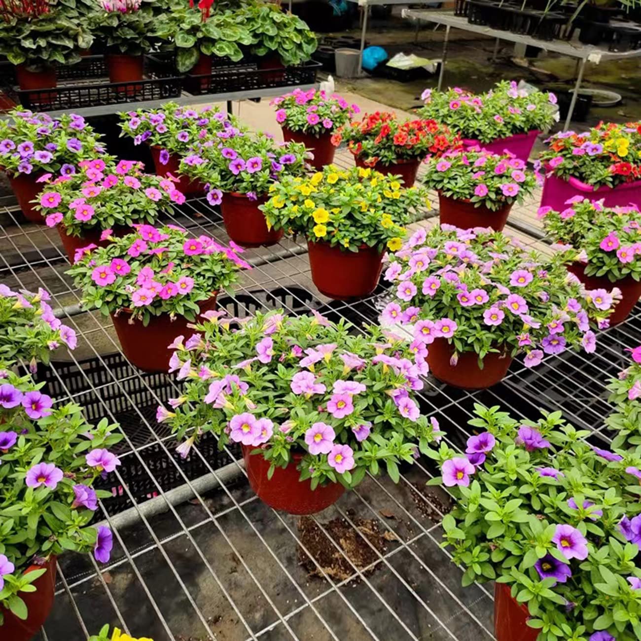 5000+ Petunia Seeds Grandiflora Flowers Mixed Rainbow Color for Bonsai Planting Home Garden House Plant Flower Seed Mix Color