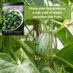 Sow Right Seeds - Cucamelon Seeds for Planting - Non-GMO Heirloom Packet with Instructions to Plant an Outdoor Home Vegetable Garden - Mini Bitter Mouse Melon, Mexican Sour Gherkin - Rare Variety (1)