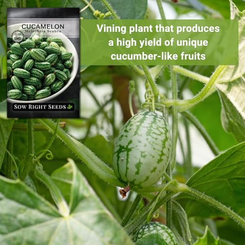 Sow Right Seeds - Cucamelon Seeds for Planting - Non-GMO Heirloom Packet with Instructions to Plant an Outdoor Home Vegetable Garden - Mini Bitter Mouse Melon, Mexican Sour Gherkin - Rare Variety (1)