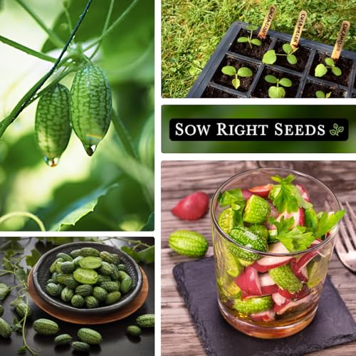 Sow Right Seeds - Cucamelon Seeds for Planting - Non-GMO Heirloom Packet with Instructions to Plant an Outdoor Home Vegetable Garden - Mini Bitter Mouse Melon, Mexican Sour Gherkin - Rare Variety (1)