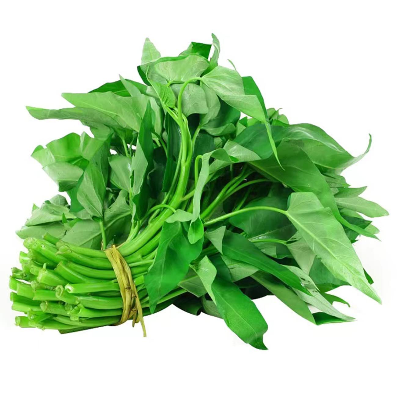 500+ Kong Xin CAI Vegetable Seeds Water Spinach Kangkong Delicious Vegetable Seeds for Green Leaf Planting Garden Non-GMO Choy Ong Seed