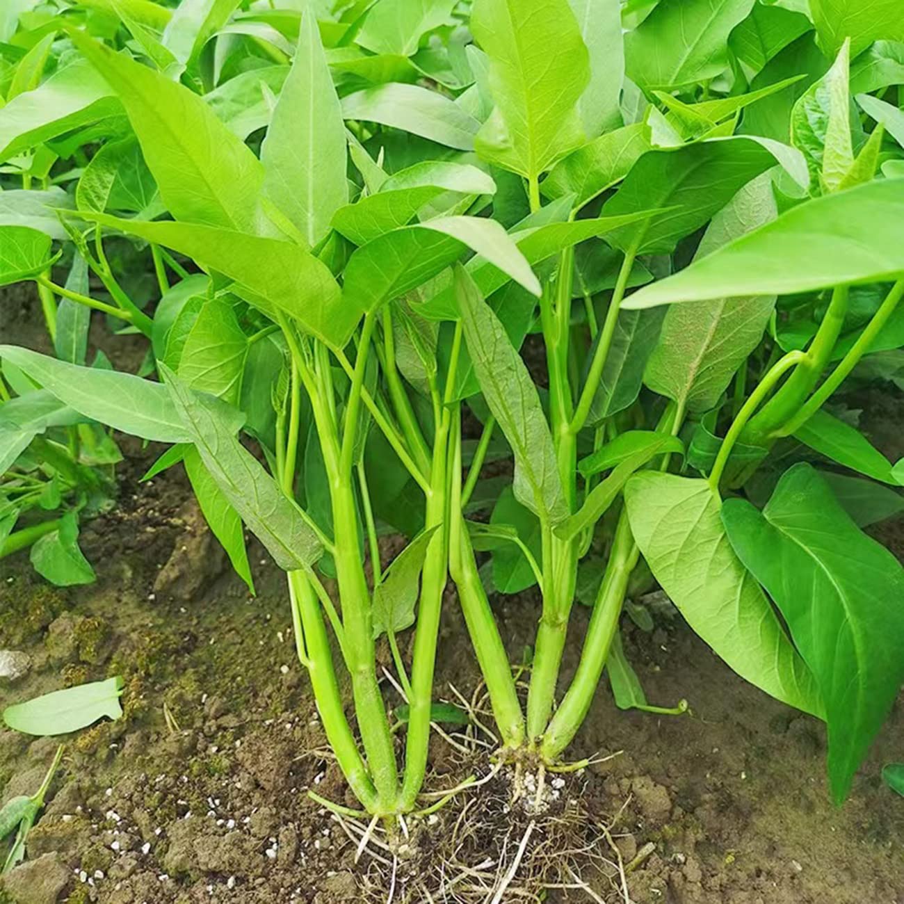 500+ Kong Xin CAI Vegetable Seeds Water Spinach Kangkong Delicious Vegetable Seeds for Green Leaf Planting Garden Non-GMO Choy Ong Seed