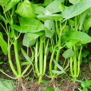 500+ kong xin cai vegetable seeds water spinach kangkong delicious vegetable seeds for green leaf planting garden non-gmo choy ong seed