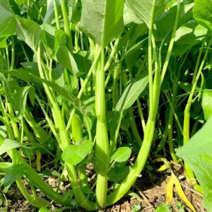 500+ Kong Xin CAI Vegetable Seeds Water Spinach Kangkong Delicious Vegetable Seeds for Green Leaf Planting Garden Non-GMO Choy Ong Seed