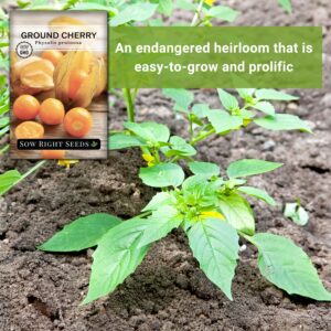 Sow Right Seeds - Ground Cherries Seeds for Planting - Non-GMO Heirloom Packet with Instructions to Plant an Outdoor Home Vegetable Garden - Mexican Husk Tomato - Endangered Variety (1)