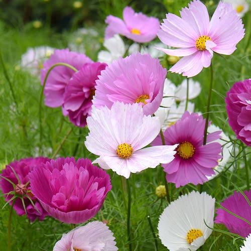 Rare Blush Pink Cosmos Seeds for Planting Outdoors 300 Seeds Non-GMO Cupcakes Cosmos Seeds