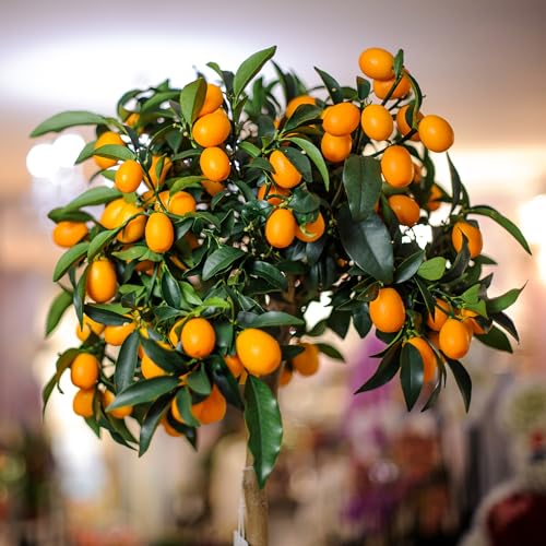 Citrus Tree Potting Soil Mix (12 Quarts), Special Blend for Indoor Oranges, Lemons, Limes and More