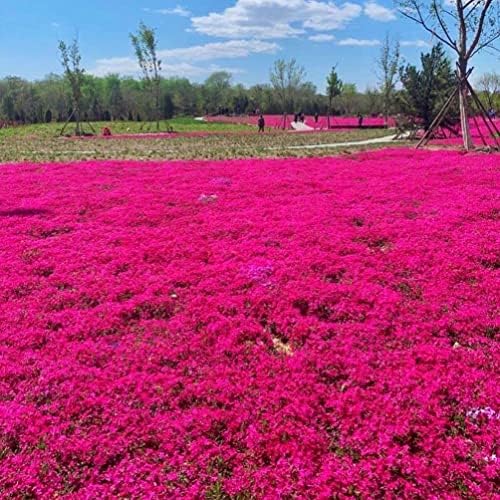 Red Creeping Thyme Seeds for Planting 21000+ Non-GMO Perennial Flower Seeds Landscaping Ground Cover Plant Seeds