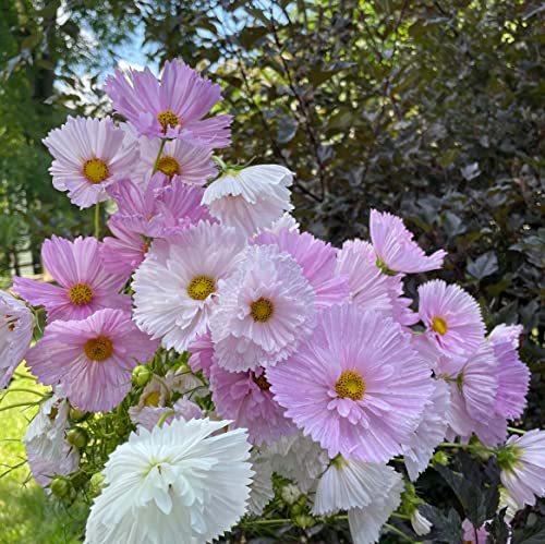 Rare Blush Pink Cosmos Seeds for Planting Outdoors 300 Seeds Non-GMO Cupcakes Cosmos Seeds