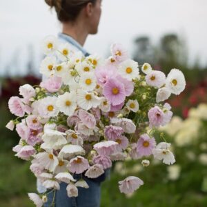 Rare Blush Pink Cosmos Seeds for Planting Outdoors 300 Seeds Non-GMO Cupcakes Cosmos Seeds