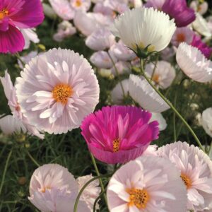 rare blush pink cosmos seeds for planting outdoors 300 seeds non-gmo cupcakes cosmos seeds