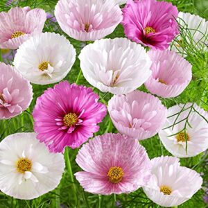 Rare Blush Pink Cosmos Seeds for Planting Outdoors 300 Seeds Non-GMO Cupcakes Cosmos Seeds