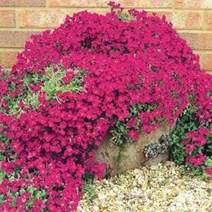 Red Creeping Thyme Seeds for Planting 21000+ Non-GMO Perennial Flower Seeds Landscaping Ground Cover Plant Seeds