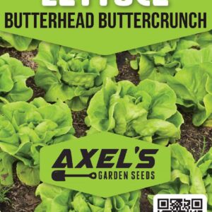 Lettuce Seeds for Planting - Plant & Grow Buttercrunch Lettuce Indoor/Outdoor Hydroponic Home Vegetable Gardens - 500 Heirloom Non GMO Seeds per Packet with Instructions, 1 Packet