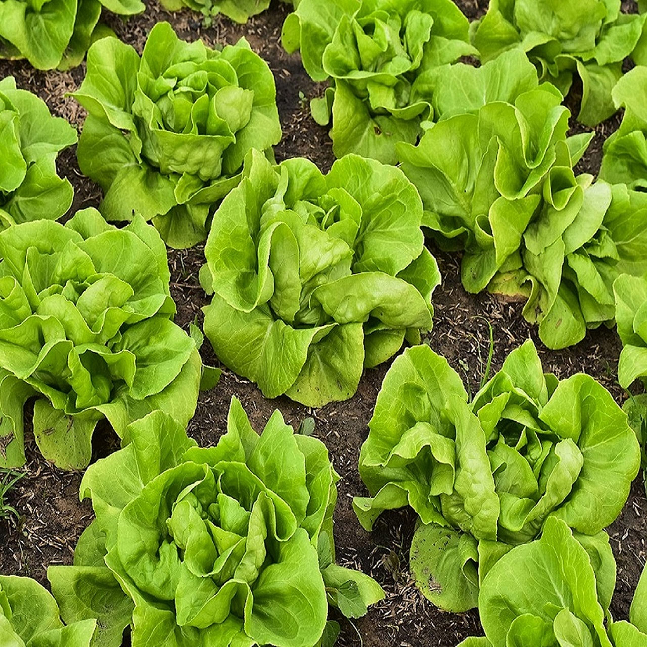 Lettuce Seeds for Planting - Plant & Grow Buttercrunch Lettuce Indoor/Outdoor Hydroponic Home Vegetable Gardens - 500 Heirloom Non GMO Seeds per Packet with Instructions, 1 Packet