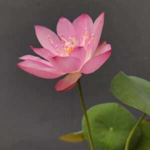 30+ Pcs Bonsai Bowl Lotus Seeds, Water Lily Flower Plant Seed Flowering Aquatic Fresh Garden Seeds for Pond Home Planting Ornamental(Mixed Color)