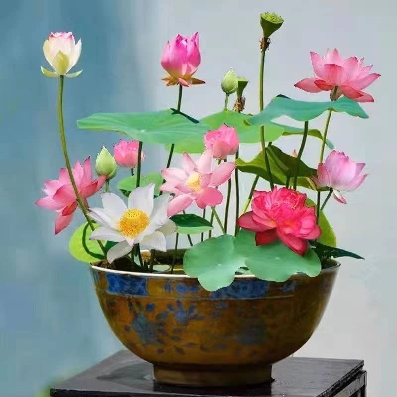 30+ Pcs Bonsai Bowl Lotus Seeds, Water Lily Flower Plant Seed Flowering Aquatic Fresh Garden Seeds for Pond Home Planting Ornamental(Mixed Color)