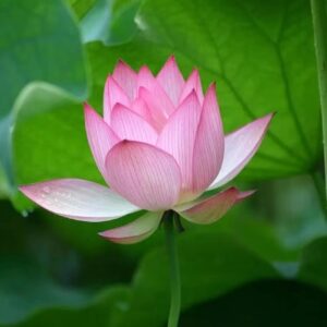 30+ Pcs Bonsai Bowl Lotus Seeds, Water Lily Flower Plant Seed Flowering Aquatic Fresh Garden Seeds for Pond Home Planting Ornamental(Mixed Color)