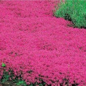 20000+ Red Creeping Thyme Seeds Ground Cover Plant Seeds Perennial- Non-GMO Heirloom Flower Creeping Thyme Seeds for Planting