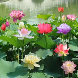 30+ pcs bonsai bowl lotus seeds, water lily flower plant seed flowering aquatic fresh garden seeds for pond home planting ornamental(mixed color)