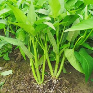 1200+ Kong Xin CAI Vegetable Seeds Water Spinach Kangkong Delicious Vegetable Seeds for Green Leaf Planting Garden Non-GMO Choy Ong Seed