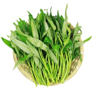 1200+ Kong Xin CAI Vegetable Seeds Water Spinach Kangkong Delicious Vegetable Seeds for Green Leaf Planting Garden Non-GMO Choy Ong Seed