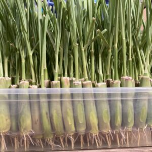 8 Rooted Lemongrass Stalks 5-6 inches Long Ready to Plant | Fast Growing Lemon Grass Live Plant