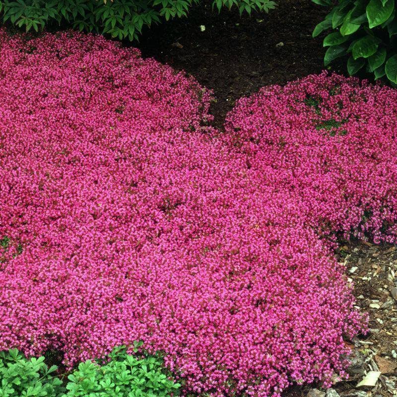 20000+ Red Creeping Thyme Seeds Ground Cover Plant Seeds Perennial- Non-GMO Heirloom Flower Creeping Thyme Seeds for Planting