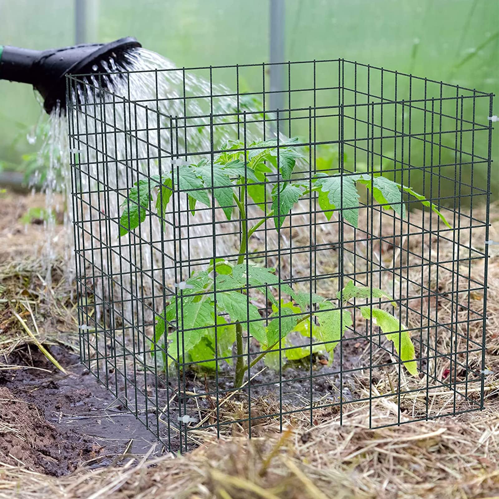 Small Wire Plant Protectors, 6 Pack Square Plant Protectors from Animals Mesh Plant Cage Chicken Wire Cover for Protect Plants, Garden,Shrubs and Vegetables from Animals(12x12 in)