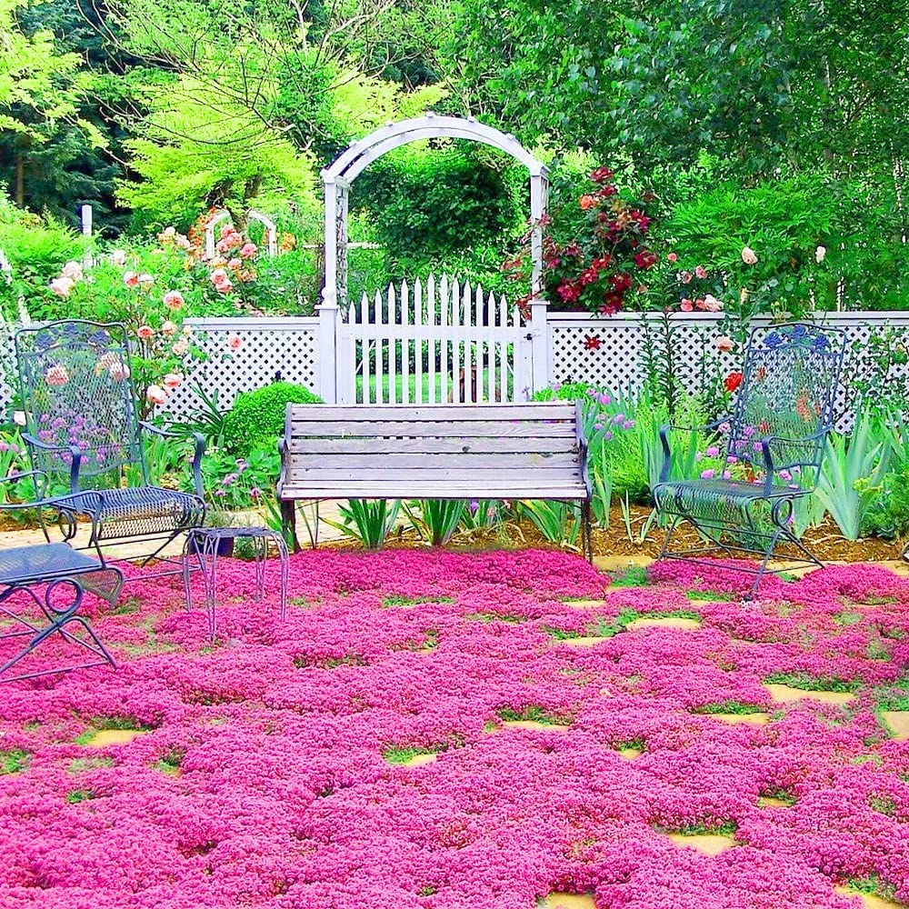 20000+ Red Creeping Thyme Seeds Ground Cover Plant Seeds Perennial- Non-GMO Heirloom Flower Creeping Thyme Seeds for Planting