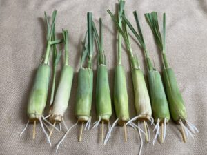 8 rooted lemongrass stalks 5-6 inches long ready to plant | fast growing lemon grass live plant