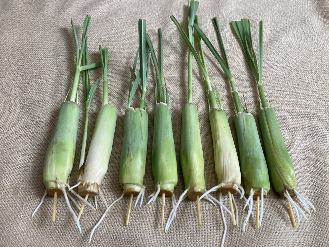 8 Rooted Lemongrass Stalks 5-6 inches Long Ready to Plant | Fast Growing Lemon Grass Live Plant