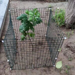 Small Wire Plant Protectors, 6 Pack Square Plant Protectors from Animals Mesh Plant Cage Chicken Wire Cover for Protect Plants, Garden,Shrubs and Vegetables from Animals(12x12 in)