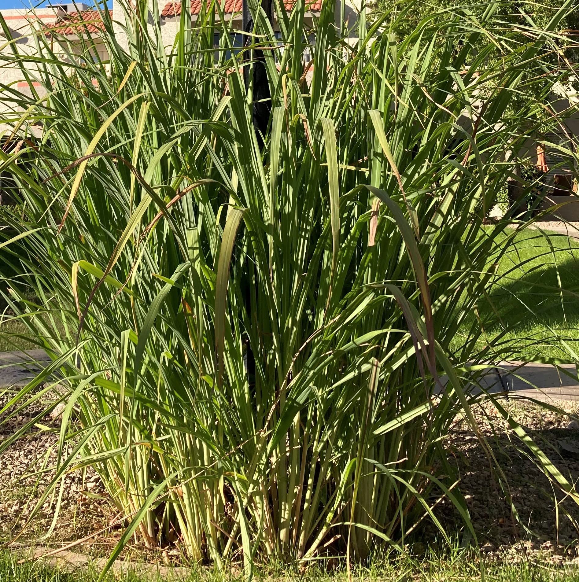 8 Rooted Lemongrass Stalks 5-6 inches Long Ready to Plant | Fast Growing Lemon Grass Live Plant