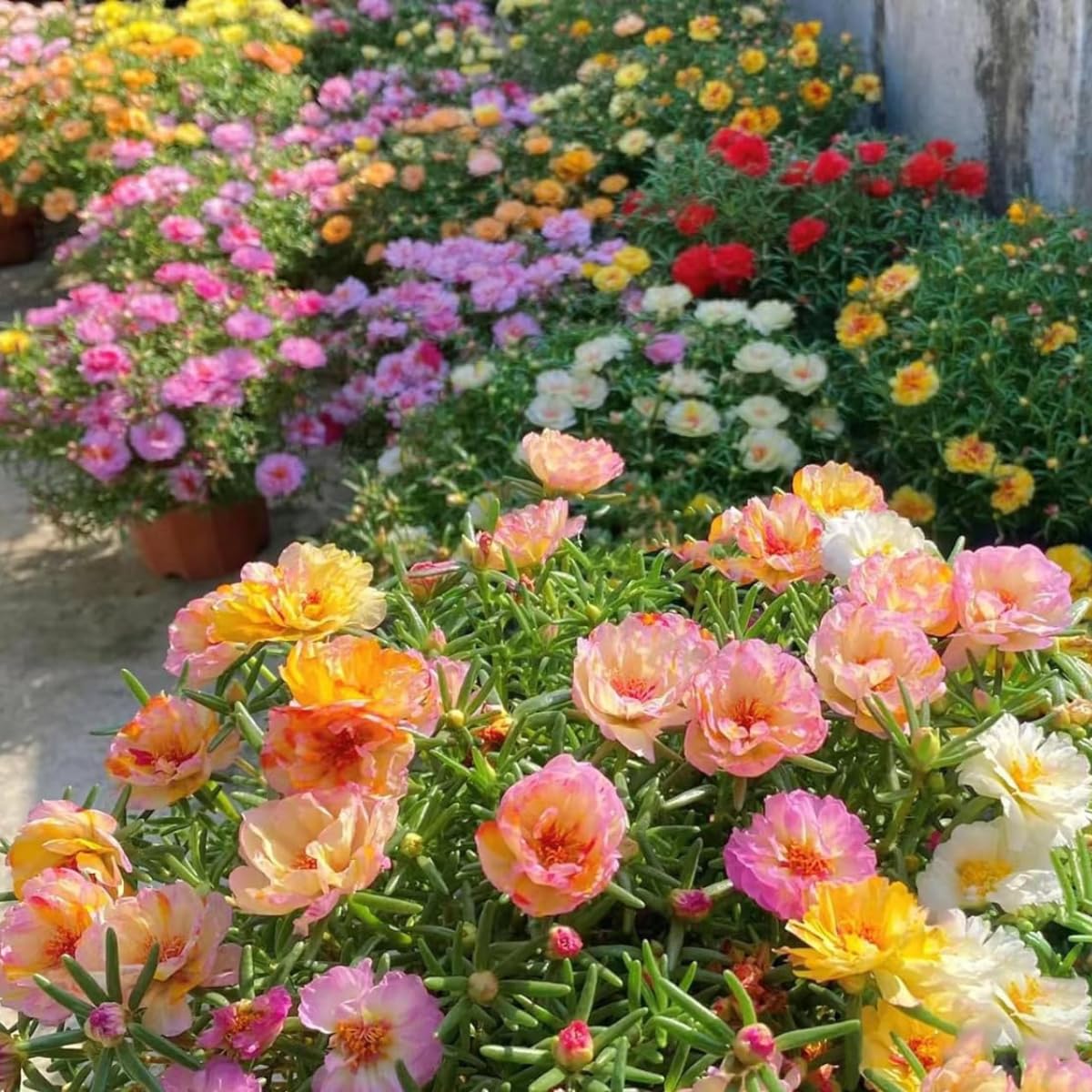 10000 Mixed Moss Rose Seeds - HOA Mười Giờ - AKA. Portulaca Grandiflora Mix, Moss-Rose Purslane, Eleven O'clock, Mexican Rose, Sun Rose, Rock Rose, Heat & Drought Tolerant 2.5 Grams