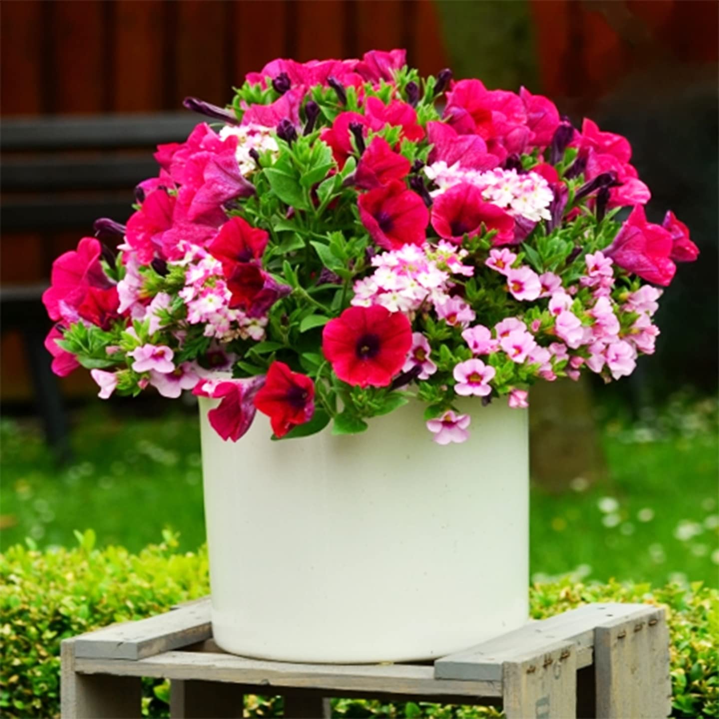 5200+ Petunia Seeds Grandiflora Flowers Mixed Rainbow Color for Bonsai Planting Home Garden House Plant Flower Seed Mix Color