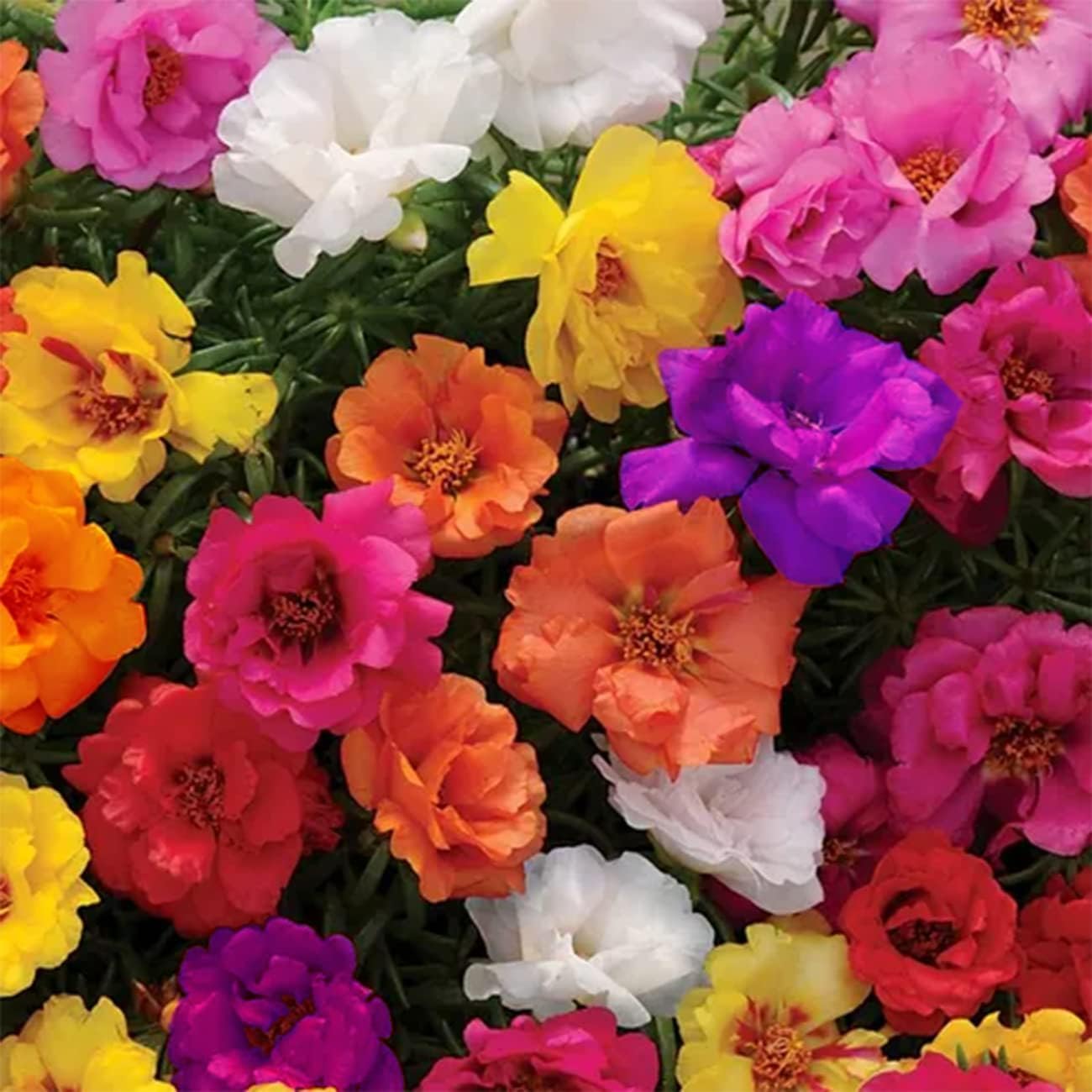 10000 Mixed Moss Rose Seeds - HOA Mười Giờ - AKA. Portulaca Grandiflora Mix, Moss-Rose Purslane, Eleven O'clock, Mexican Rose, Sun Rose, Rock Rose, Heat & Drought Tolerant 2.5 Grams