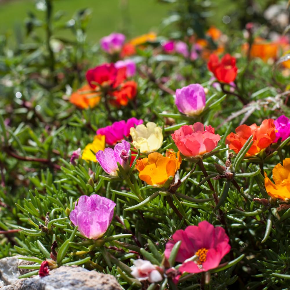 10000 Mixed Moss Rose Seeds - HOA Mười Giờ - AKA. Portulaca Grandiflora Mix, Moss-Rose Purslane, Eleven O'clock, Mexican Rose, Sun Rose, Rock Rose, Heat & Drought Tolerant 2.5 Grams