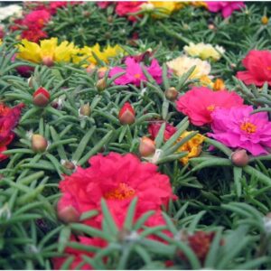 10000 Mixed Moss Rose Seeds - HOA Mười Giờ - AKA. Portulaca Grandiflora Mix, Moss-Rose Purslane, Eleven O'clock, Mexican Rose, Sun Rose, Rock Rose, Heat & Drought Tolerant 2.5 Grams