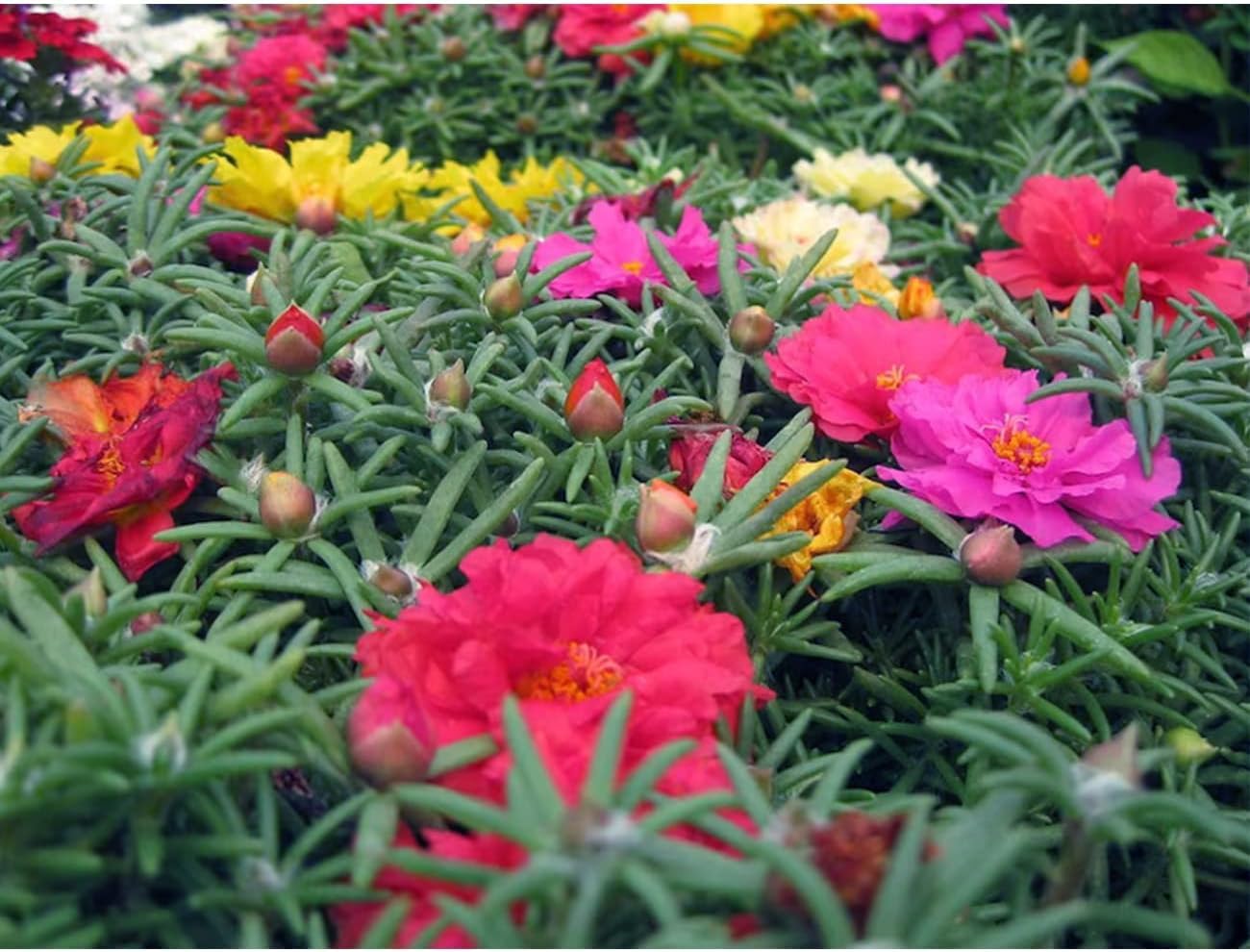 10000 Mixed Moss Rose Seeds - HOA Mười Giờ - AKA. Portulaca Grandiflora Mix, Moss-Rose Purslane, Eleven O'clock, Mexican Rose, Sun Rose, Rock Rose, Heat & Drought Tolerant 2.5 Grams