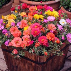 10000 Mixed Moss Rose Seeds - HOA Mười Giờ - AKA. Portulaca Grandiflora Mix, Moss-Rose Purslane, Eleven O'clock, Mexican Rose, Sun Rose, Rock Rose, Heat & Drought Tolerant 2.5 Grams