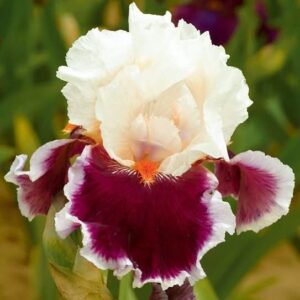 35pcs Rare Heirloom Iris Seeds - Beautiful and Colorful Blooms for Your Garden - Multi-Varieties