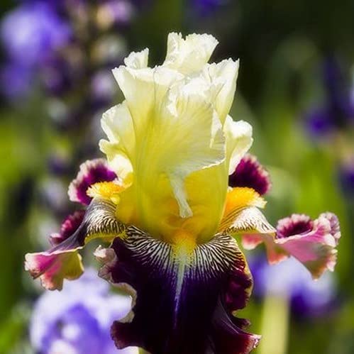 35pcs Rare Heirloom Iris Seeds - Beautiful and Colorful Blooms for Your Garden - Multi-Varieties