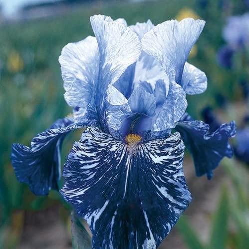 35pcs Rare Heirloom Iris Seeds - Beautiful and Colorful Blooms for Your Garden - Multi-Varieties