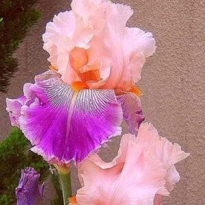 35pcs Rare Heirloom Iris Seeds - Beautiful and Colorful Blooms for Your Garden - Multi-Varieties