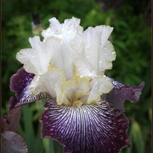 35pcs Rare Heirloom Iris Seeds - Beautiful and Colorful Blooms for Your Garden - Multi-Varieties