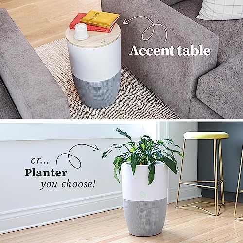 Dupray Bloom™ Air Purifier for Large Rooms with Planter or Custom Accent Table Design | For Home, Bedroom, Office, Dust, Pets | H13 HEPA Air Filtration (Accent Table - Walnut, Cloudy Gray)